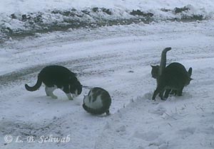 Foto: Timmi und Hopsing toben mit Agathe und Spike durch den Schnee