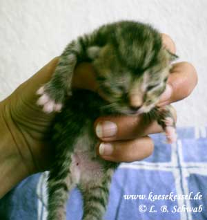 Fotos von unserem Katzennachwuchs 2005