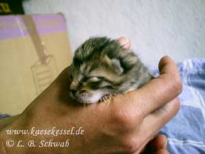 Fotos von unserem Katzennachwuchs 2005