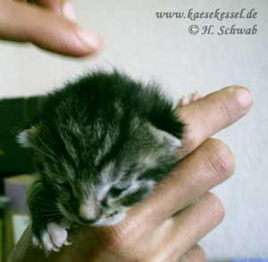 Foto von unserem Katzennachwuchs 2005