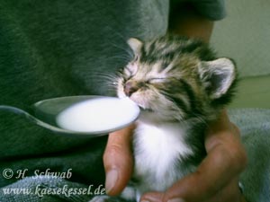 Foto: Katze beim Füttern mit Löffel