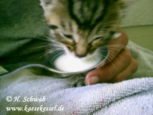 Foto: Katze beim Füttern mit Löffel