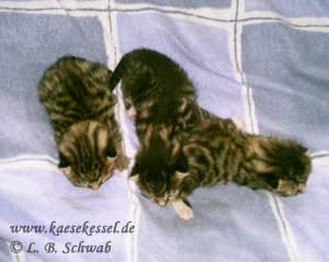 Foto von unserem Katzennachwuchs 2005