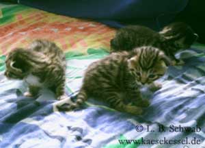 Fotos von unserem Katzennachwuchs 2005