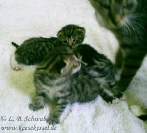 Foto von unserem Katzenhaufen