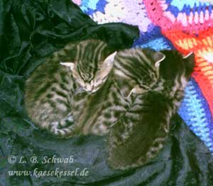 Fotos von der schlafenden Katzenbande