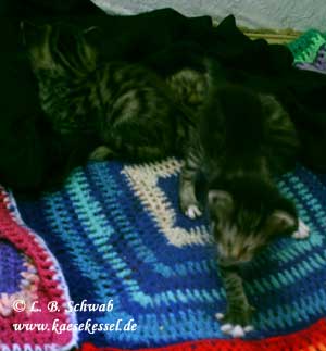 verwackeltes Foto von krabbelnden Katzenbabys