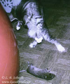 Foto von Carlo mit seiner ersten Maus, einem ziemlichen Brummer