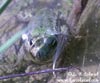 Zur Vergrösserung von einem Frosch im Wasser