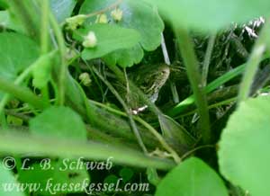 Foto: Eidechse gut versteckt zwischen Pflanzen