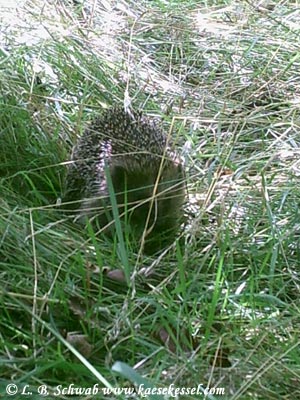 Noch ein Suchbild von einem Igel