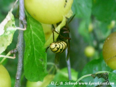 Foto einer Hornisse an einer Frucht