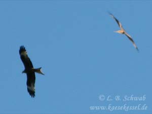 Milanpärchen bei der Jagd