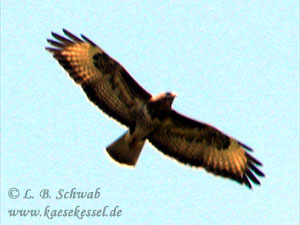 Mäusebussard auf Futtersuche