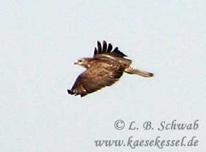 Mäusebussard im Flug