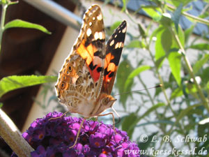 Foto eines  Distelfalters