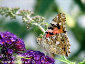 Foto eines  Distelfalters