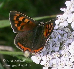 Foto eines kleinen Feuerfalters von oben auf einer Schafgarbe